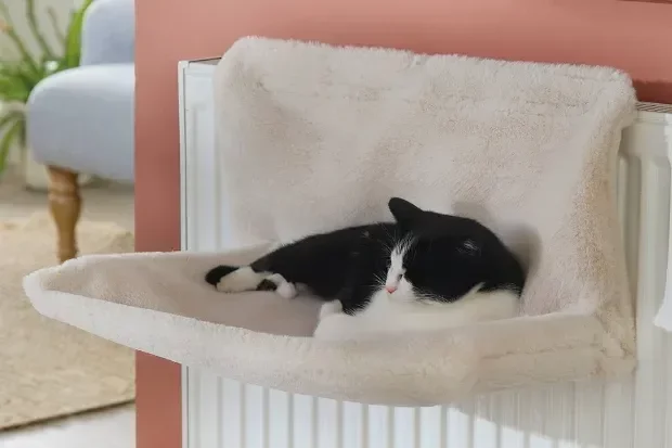 海外溢价53倍！“自加热”妥妥的宠物赛道流量密码