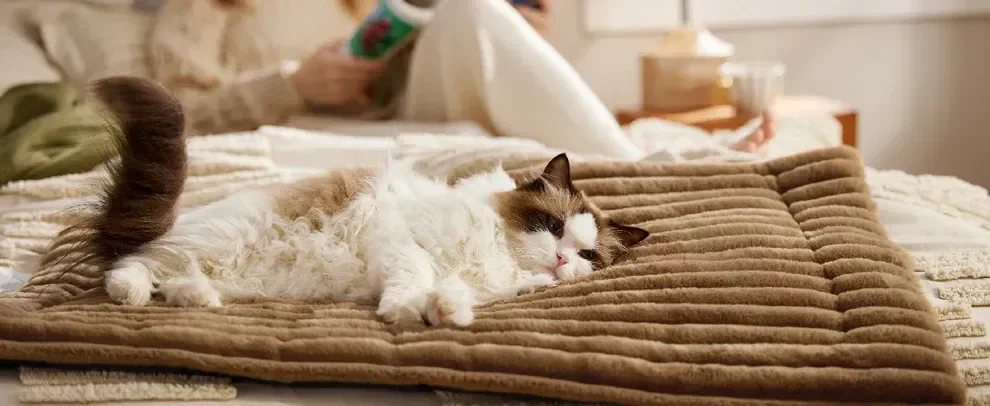 海外溢价53倍！“自加热”妥妥的宠物赛道流量密码