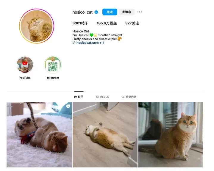 海外营销案例解析:稳住“毛孩子”,抓住钱袋子!